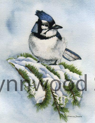 Blue Jay Winter