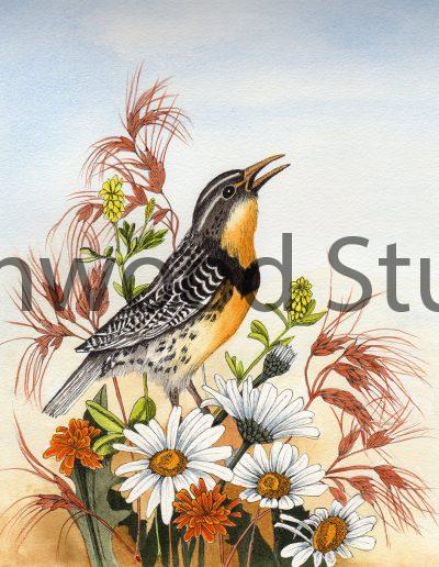 Meadowlark