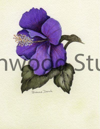 Purple Hibiscus